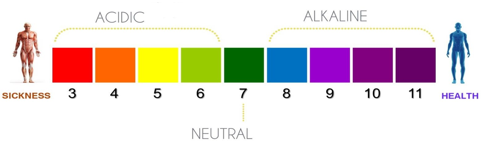 pH chart to show that the more alkaline your body is, the healthier you are and vice versa