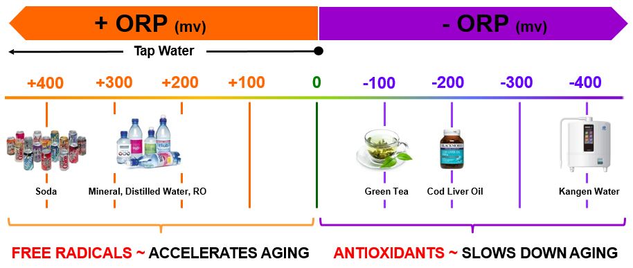 ORP chart to show Kangen Water having the highest antioxidation level compared to other drinkable substances